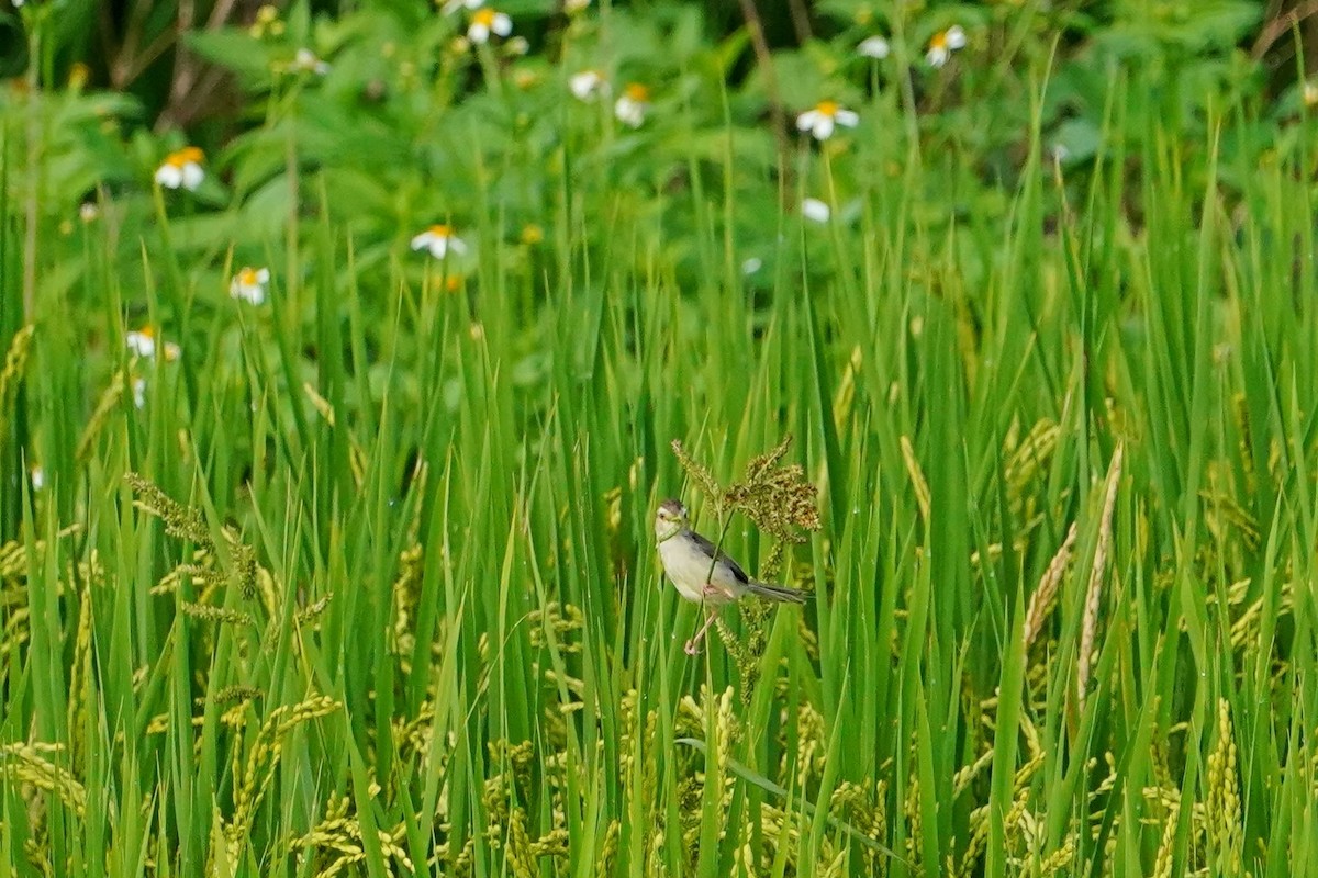 Буроголовая приния - ML646625654