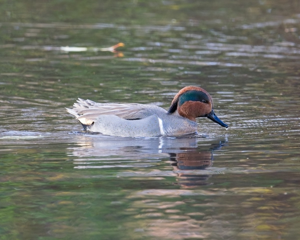 Green-winged Teal - ML646625655