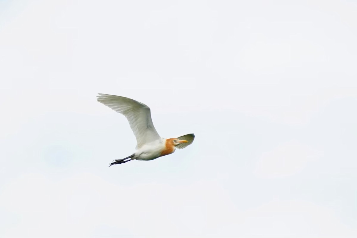 אנפית בקר מזרחית - ML646625656