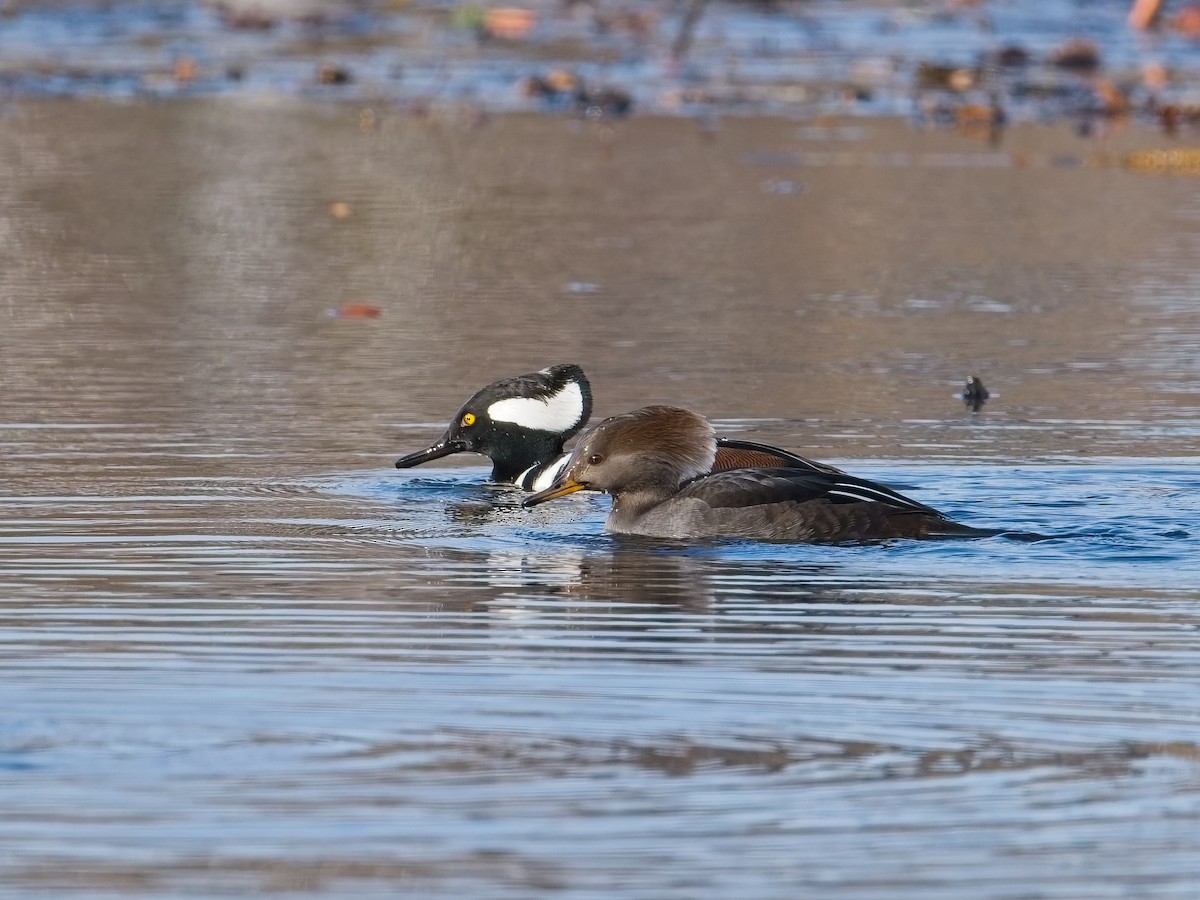 מרגון מקושט - ML646625657
