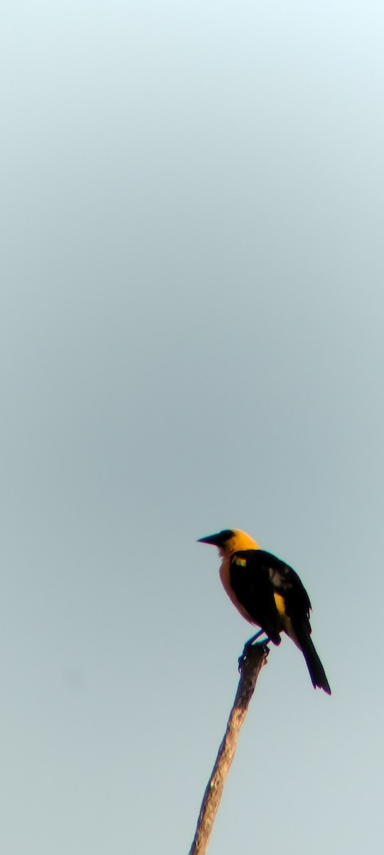 Oriole Blackbird - ML646625658