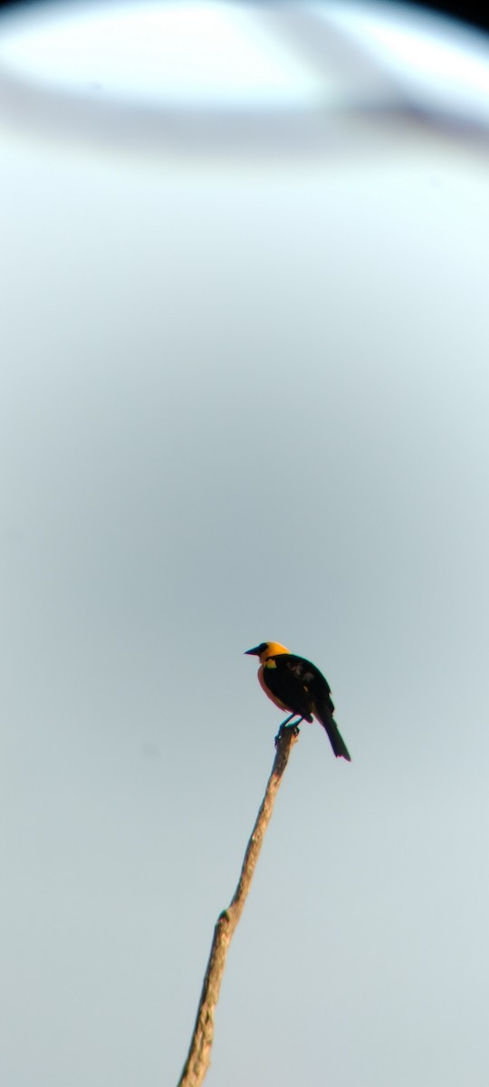 Oriole Blackbird - ML646625659