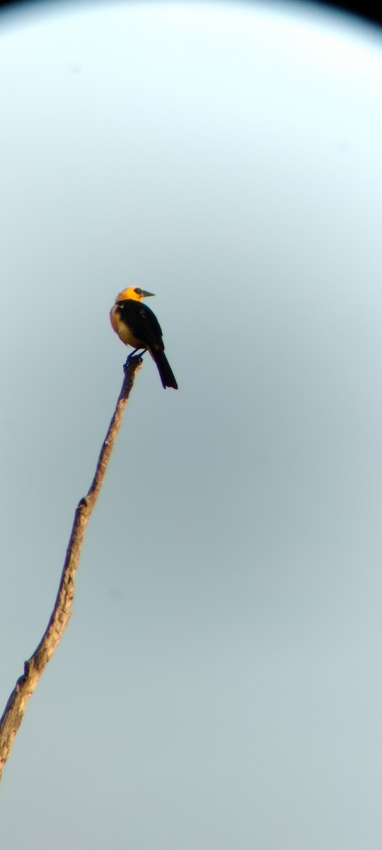 Oriole Blackbird - ML646625660