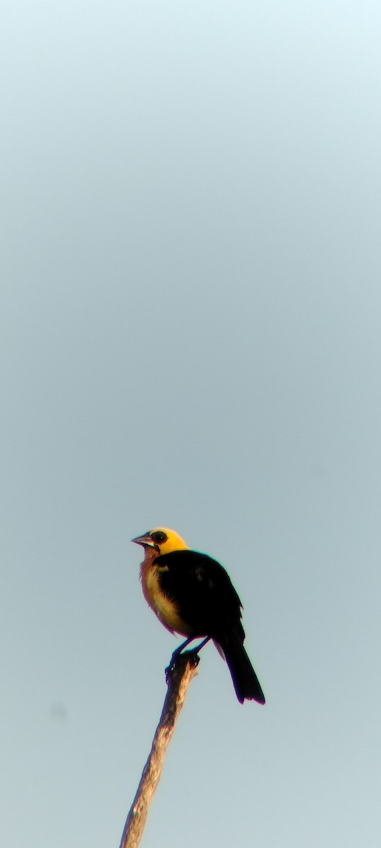 Oriole Blackbird - ML646625661