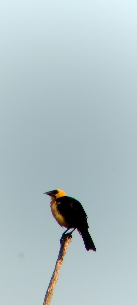 Oriole Blackbird - ML646625662