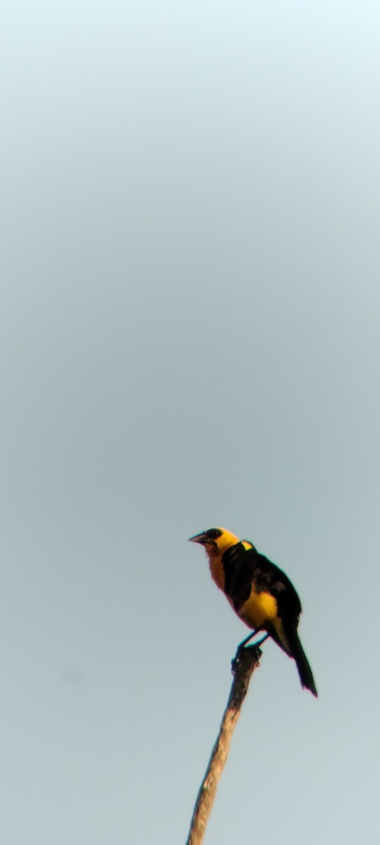 Oriole Blackbird - ML646625663