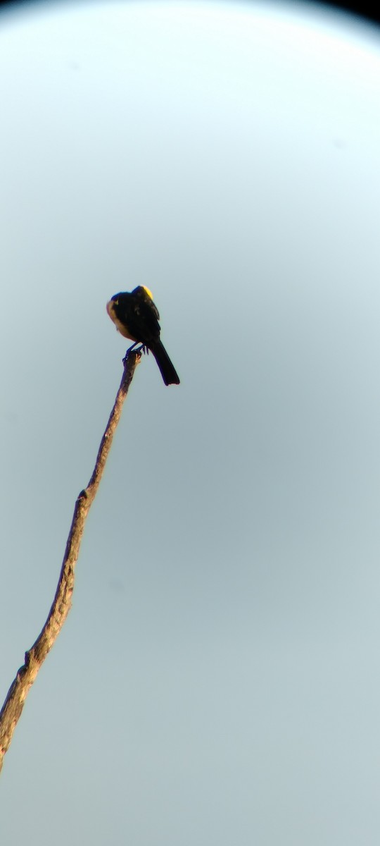 Oriole Blackbird - ML646625664