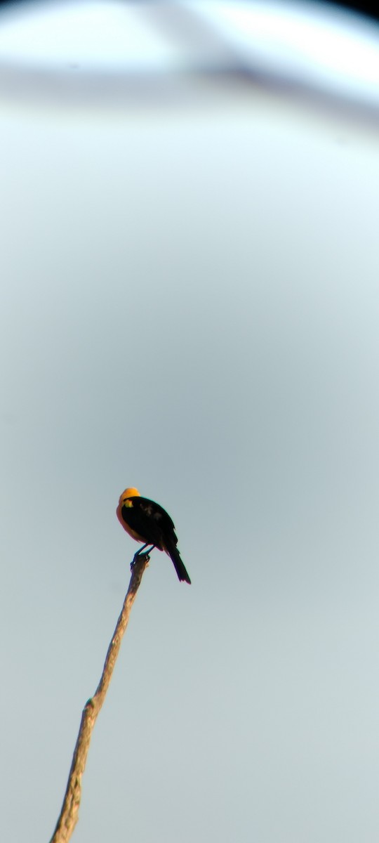 Oriole Blackbird - ML646625665