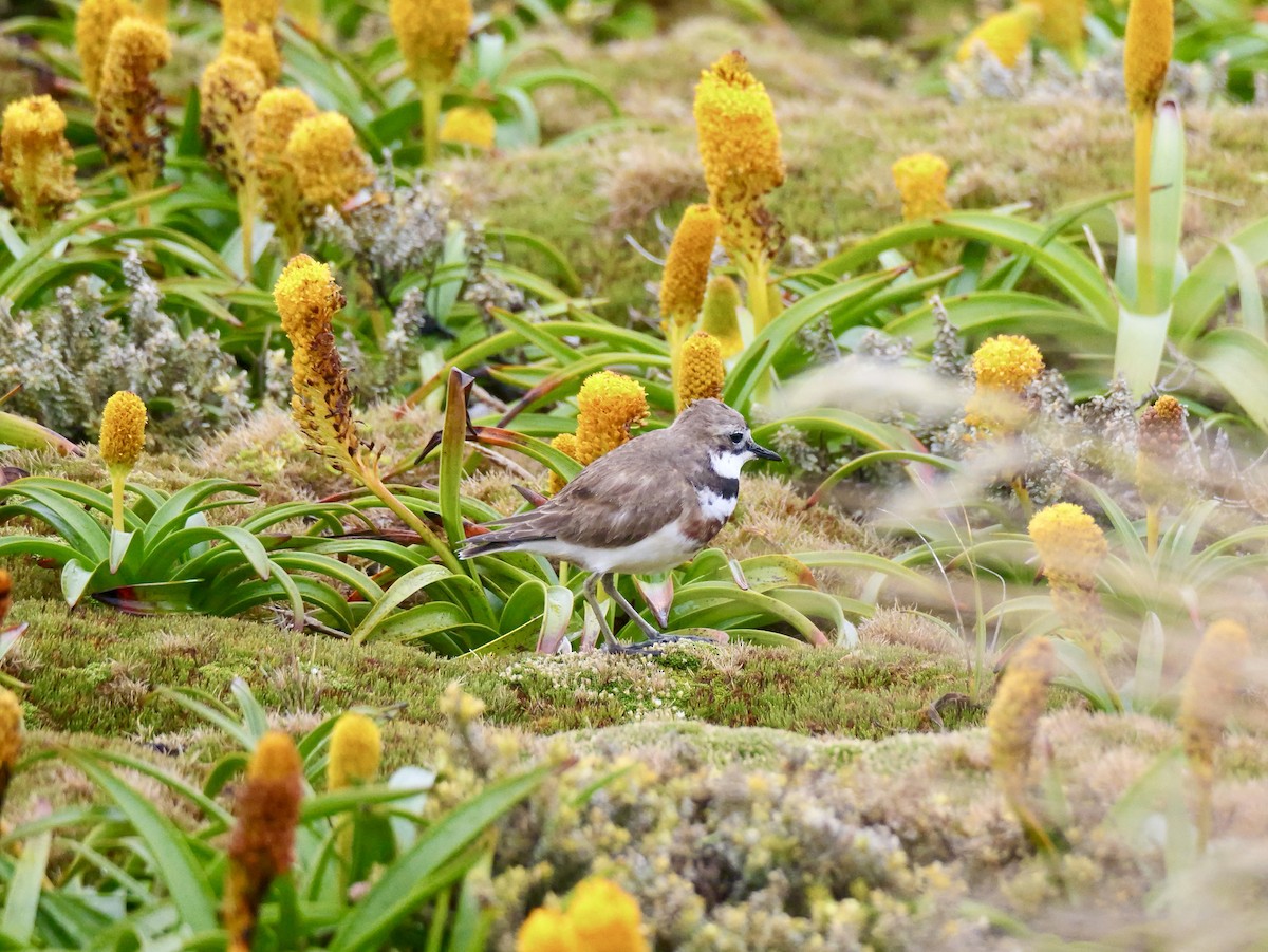 Double-banded Plover - ML646625666