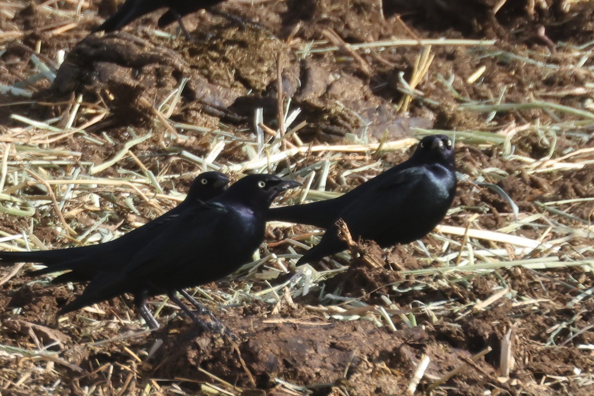 Brewer's Blackbird - ML646625667