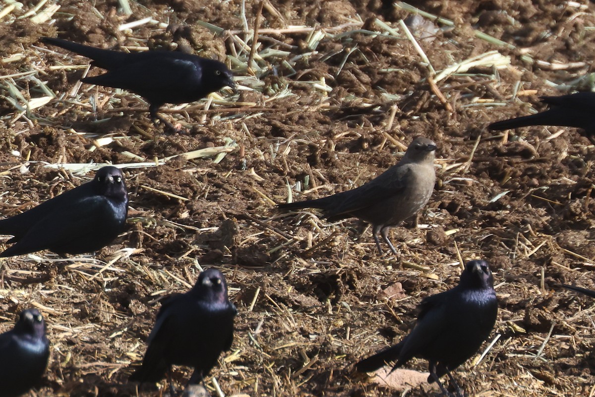 Brewer's Blackbird - ML646625668