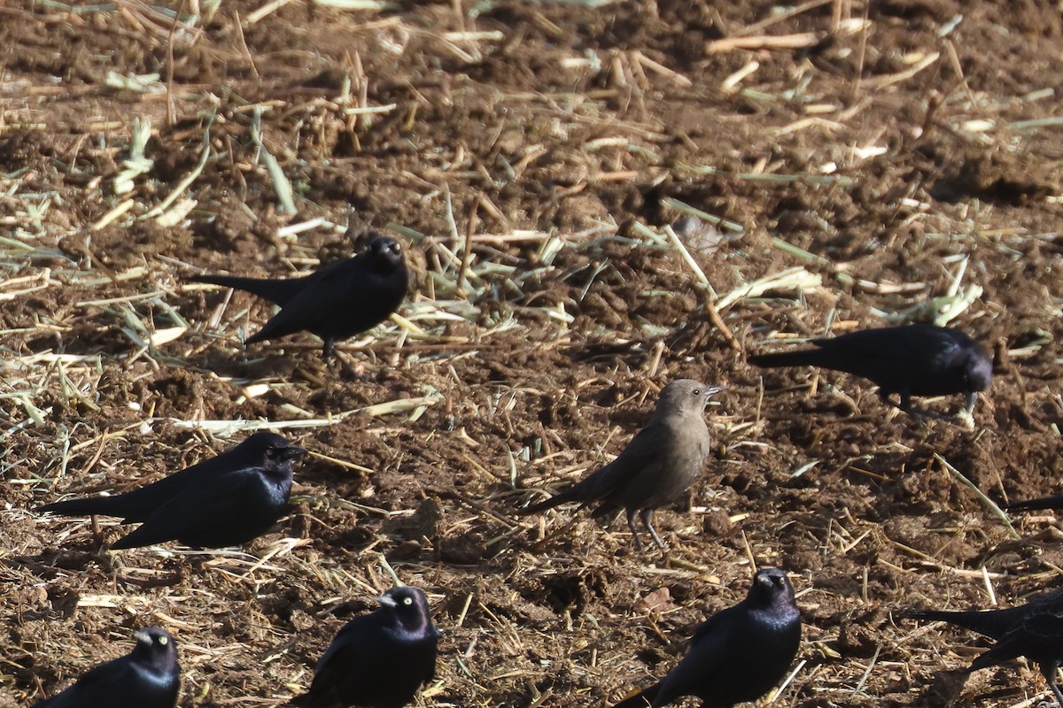 Brewer's Blackbird - ML646625669