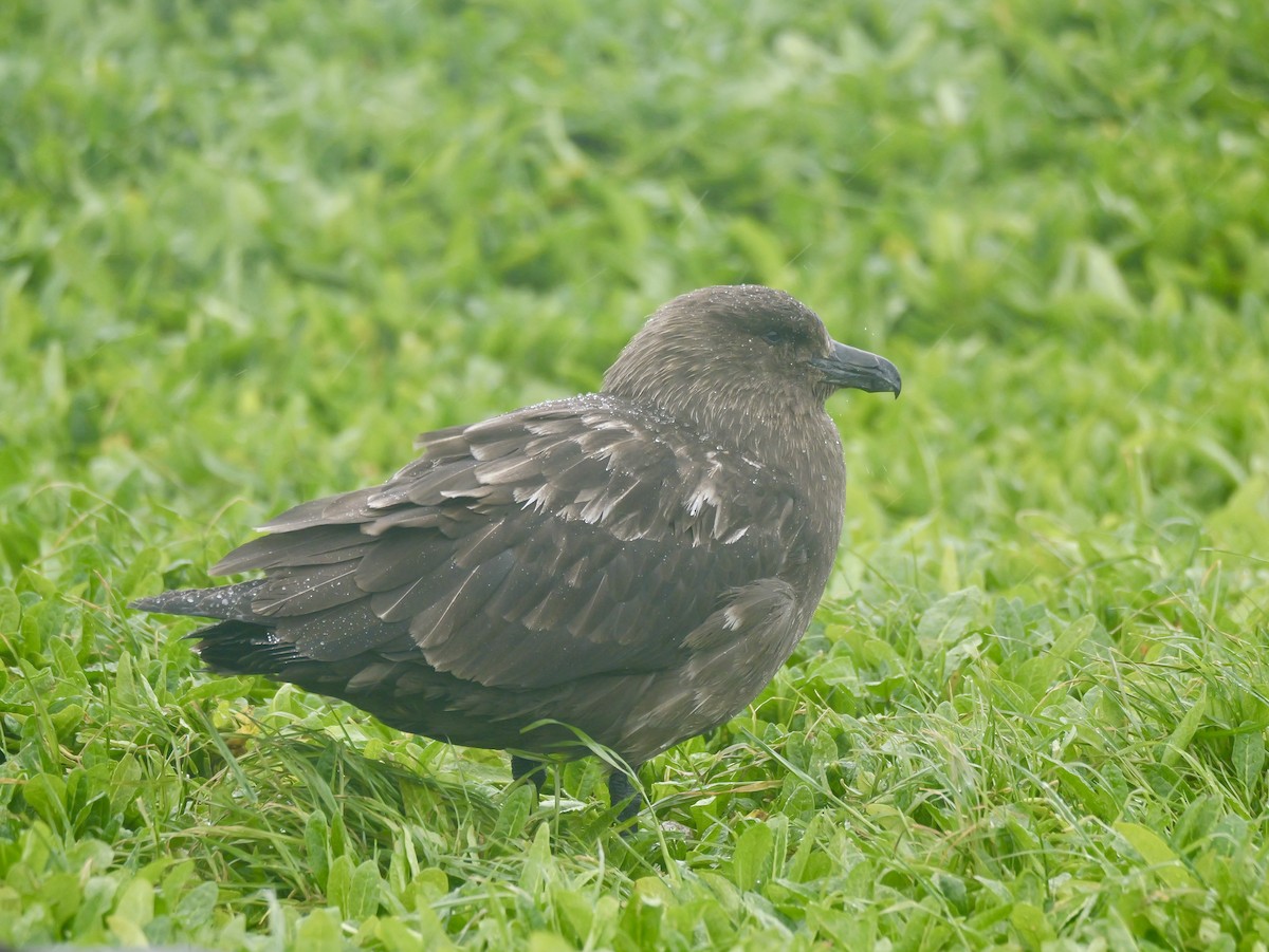חמסן חום - ML646625672