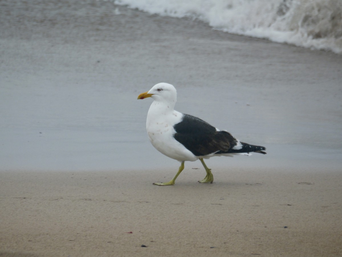 שחף דרומי - ML646625674