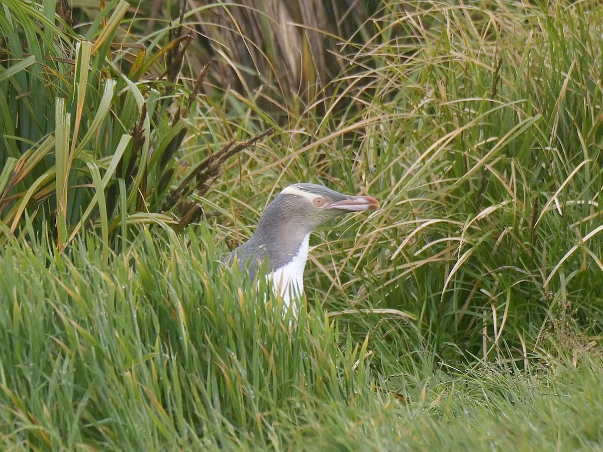 Yellow-eyed Penguin - ML646625677