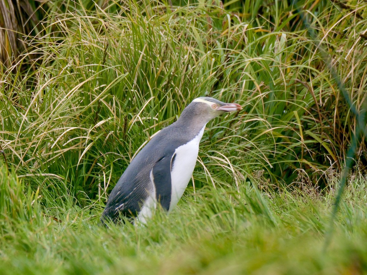 Yellow-eyed Penguin - ML646625678