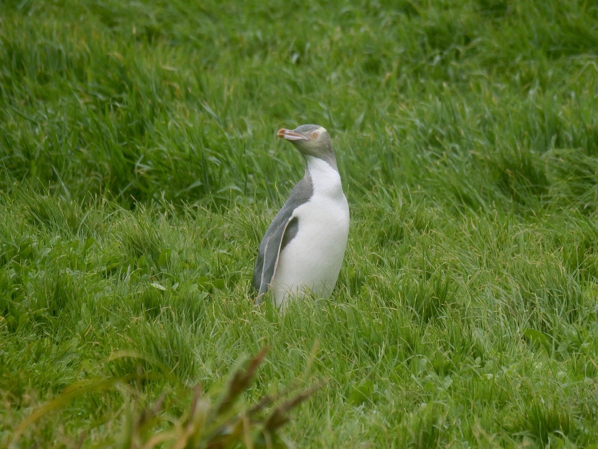 Yellow-eyed Penguin - ML646625679