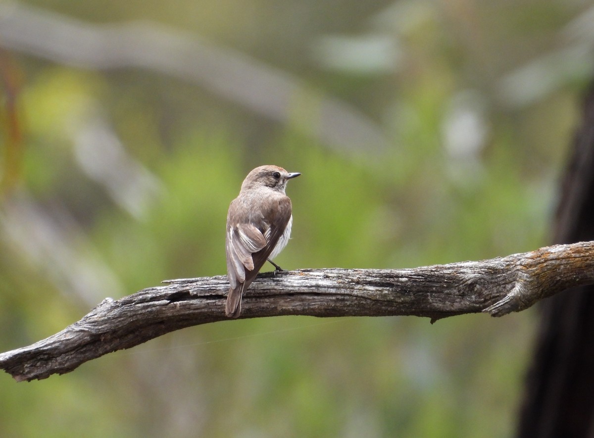 Red-capped Robin - ML646625680