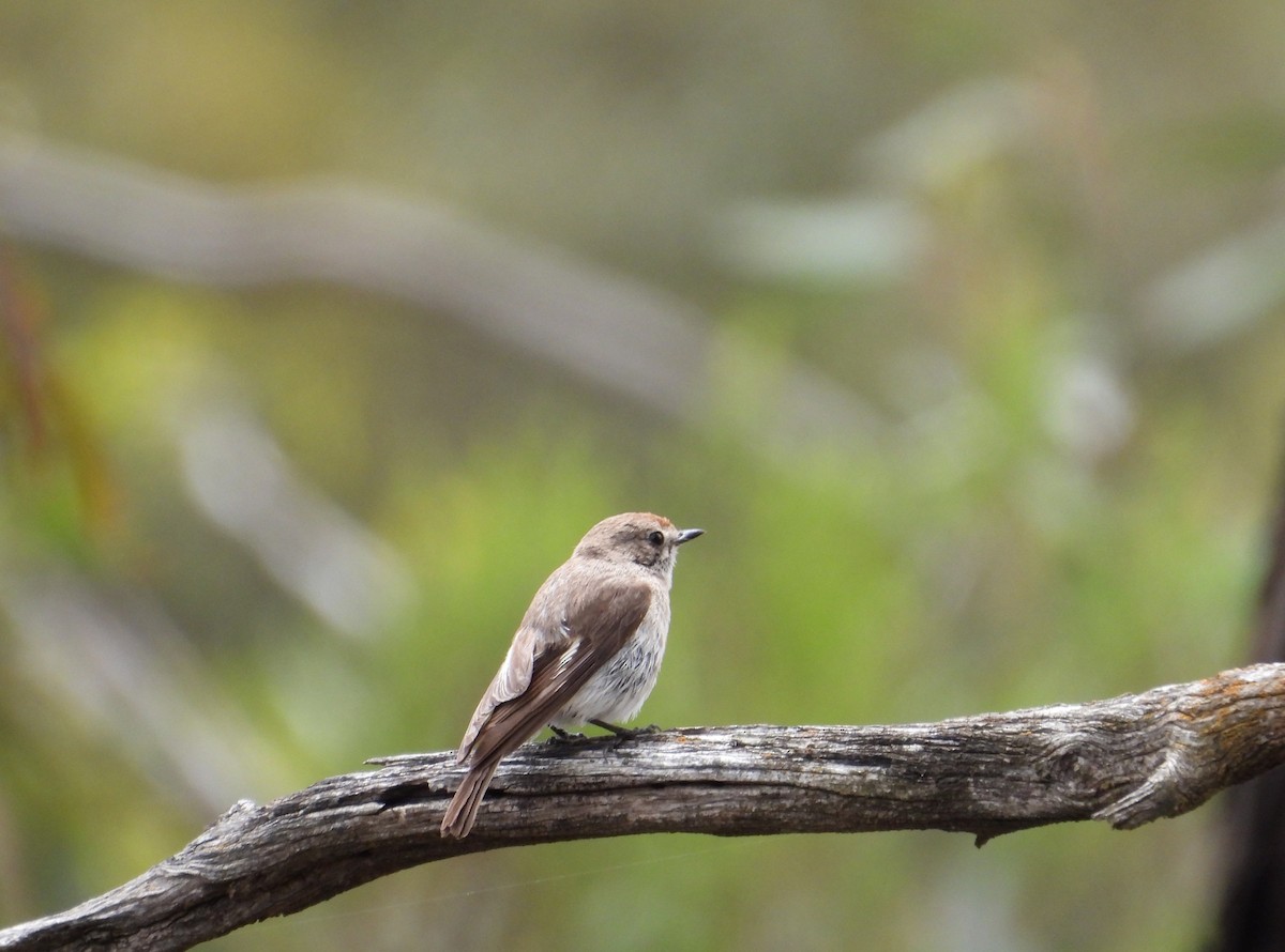 Red-capped Robin - ML646625681