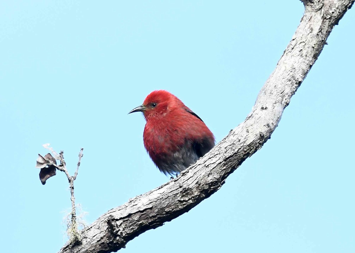 Apapane - ML646625683