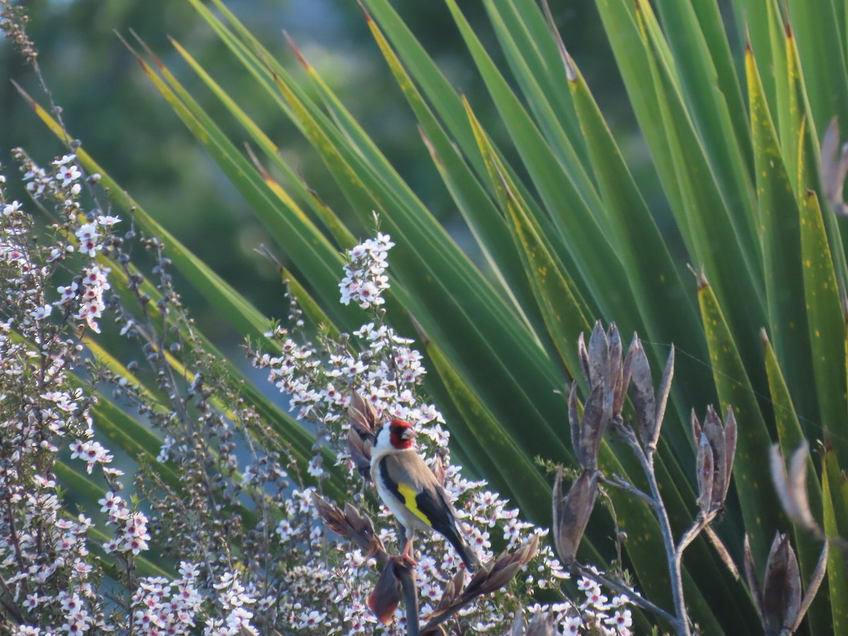 Chardonneret élégant - ML646625684