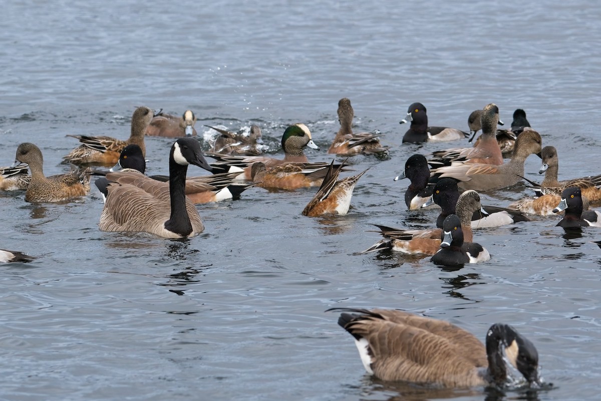 ברנטה קנדית - ML646625685