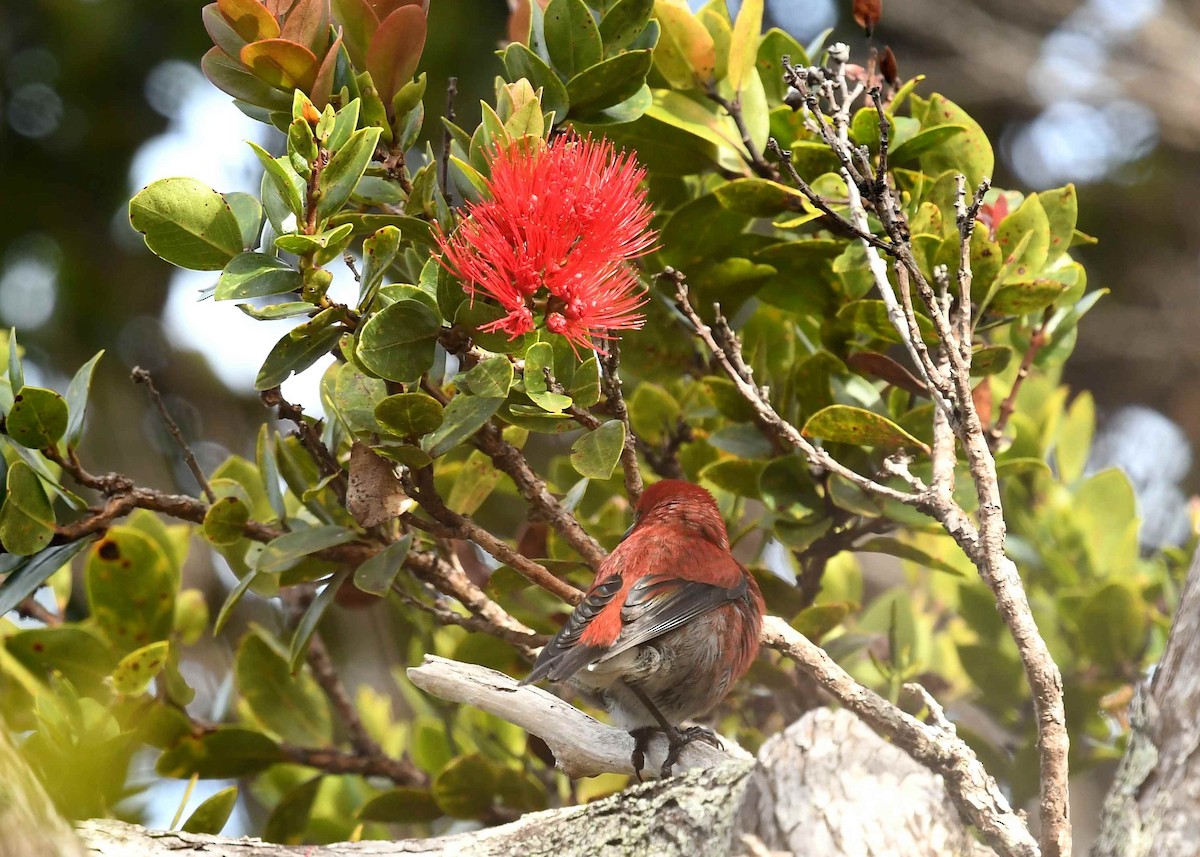 Apapane - ML646625687