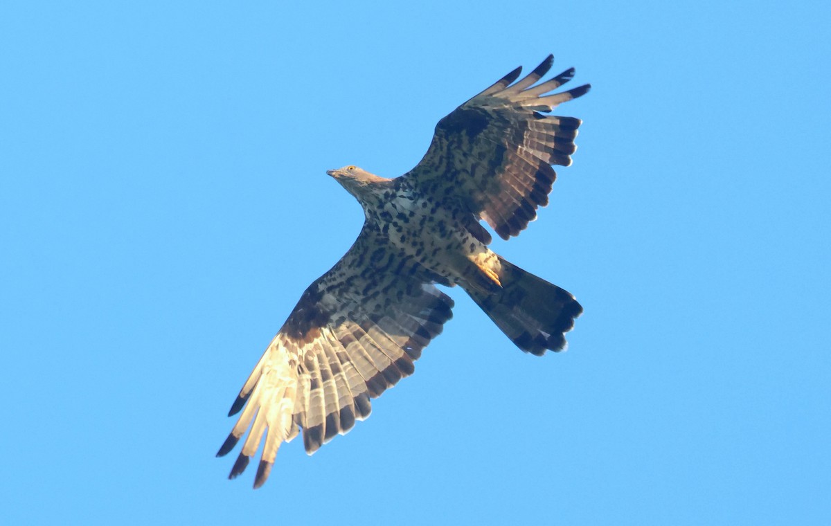 איית צרעים - ML646625688