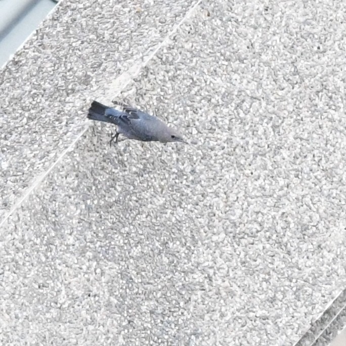 צוקית בודדת - ML646625690