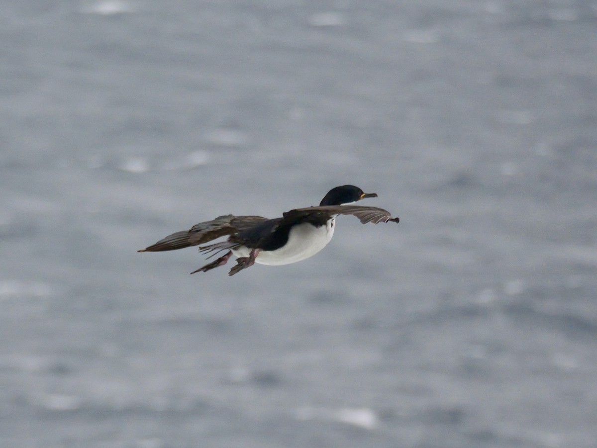 Auckland Islands Shag - ML646625694