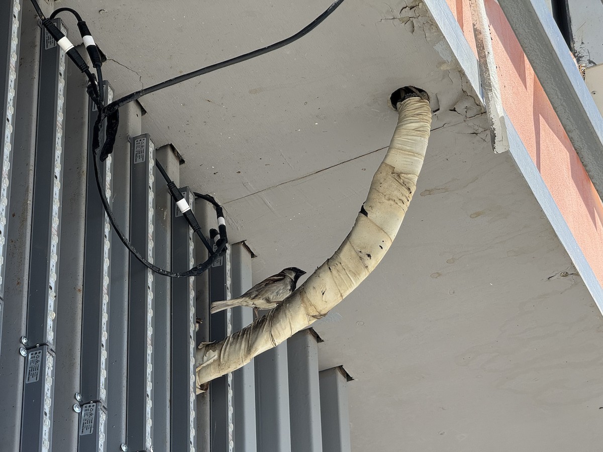 House Sparrow - ML646625706