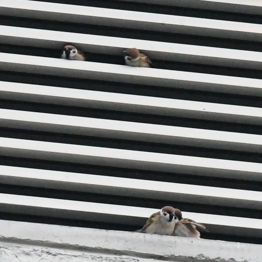 Ağaç Serçesi - ML646625707