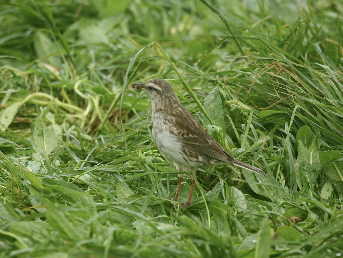 Щеврик новозеландський - ML646625709
