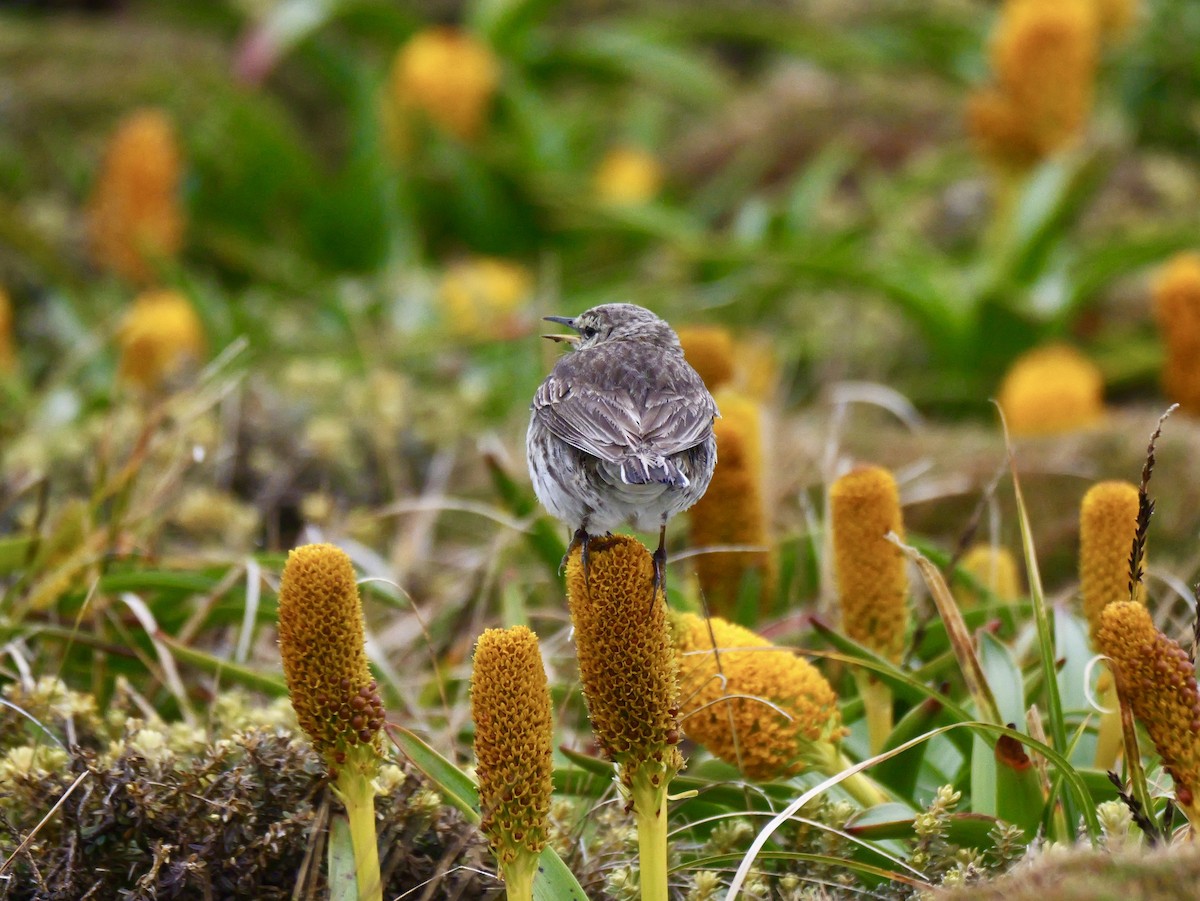 Щеврик новозеландський - ML646625710