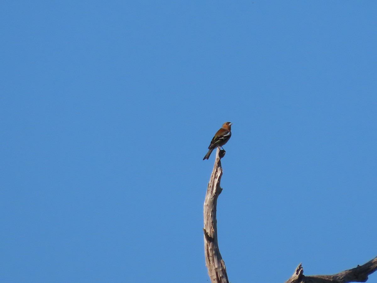 Pinson des arbres - ML646625721