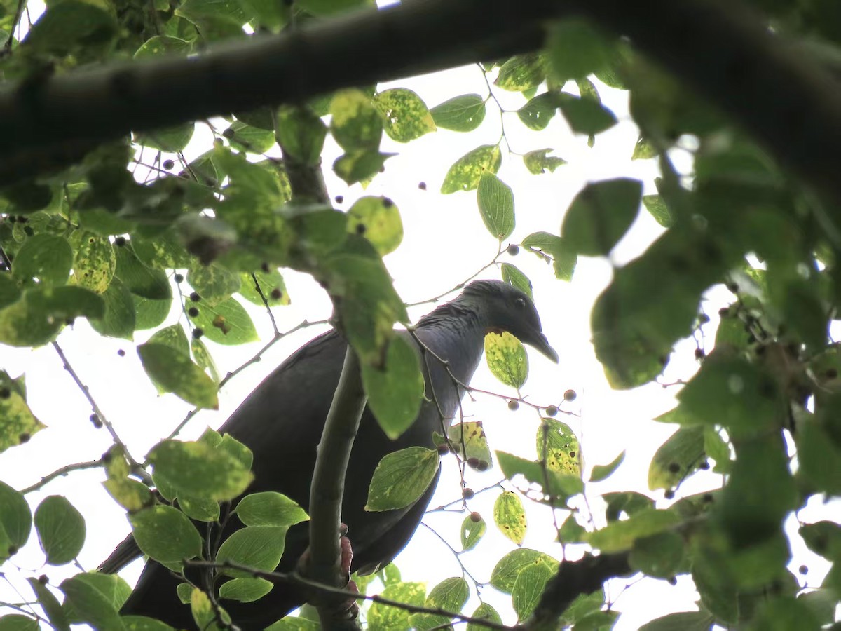 Black Wood-Pigeon - ML646625722