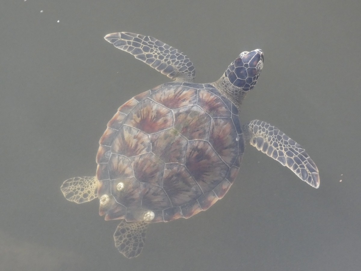 Green Sea Turtle - ML646625723