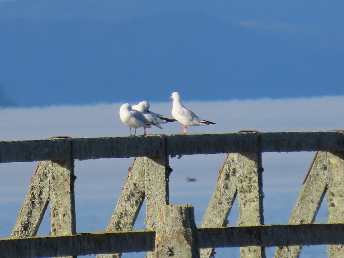 Mouette argentée ou M. de Buller - ML646625726