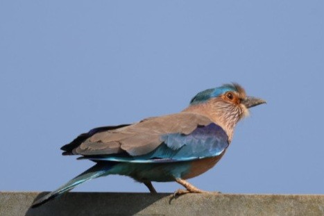 Bengalenracke - ML646625728