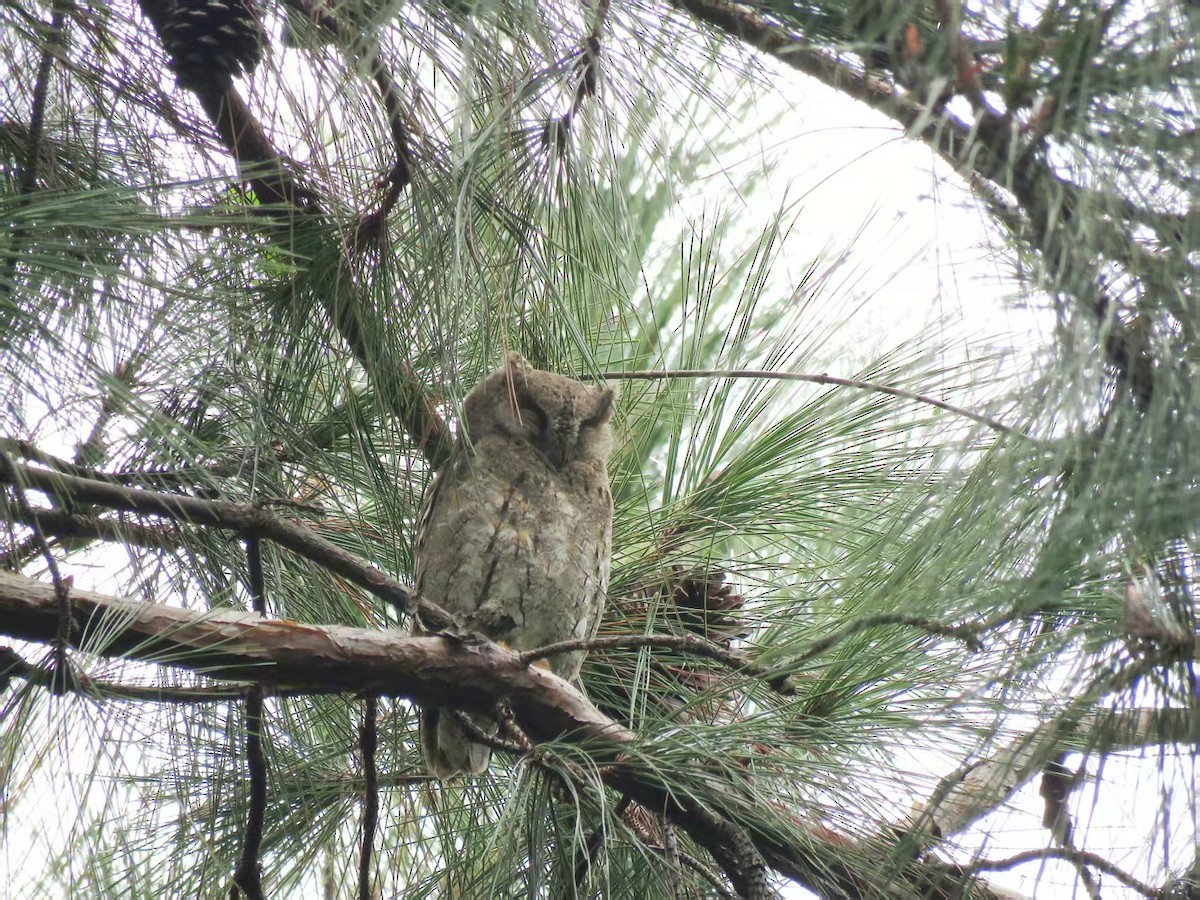 Oriental Scops-Owl - ML646625730