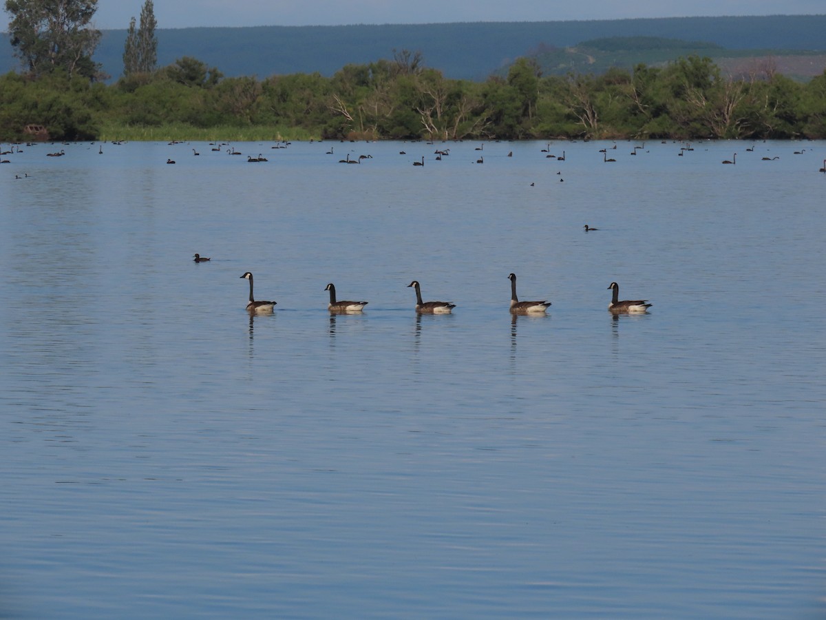 Bernache du Canada - ML646625732