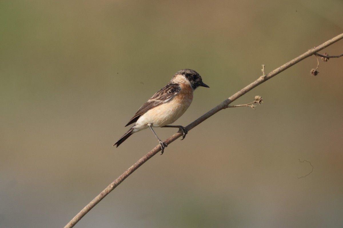 Pallasschwarzkehlchen - ML646625752