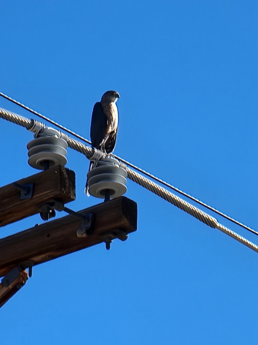Cooper's Hawk - ML646625755