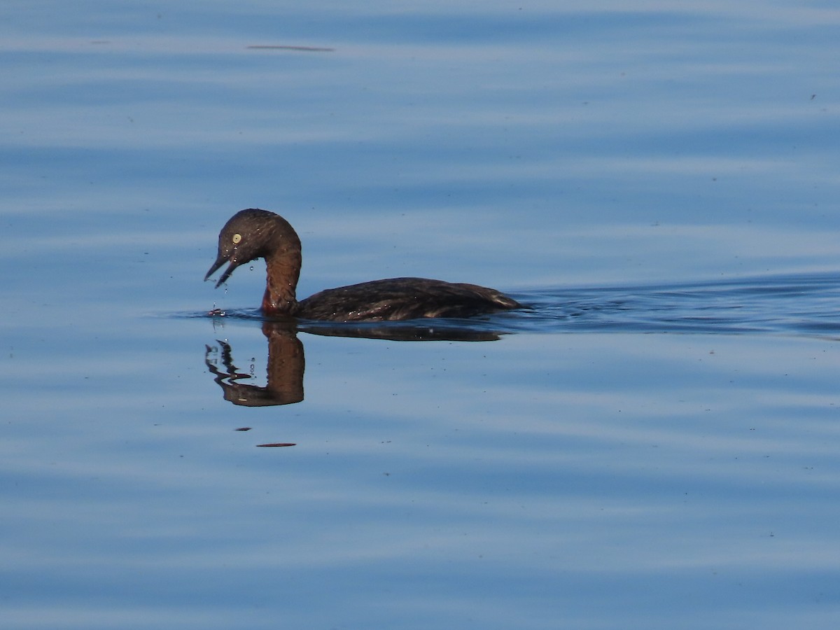 Grèbe de Nouvelle-Zélande - ML646625757