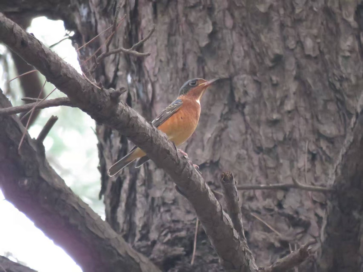 hvitstrupesteintrost - ML646625758