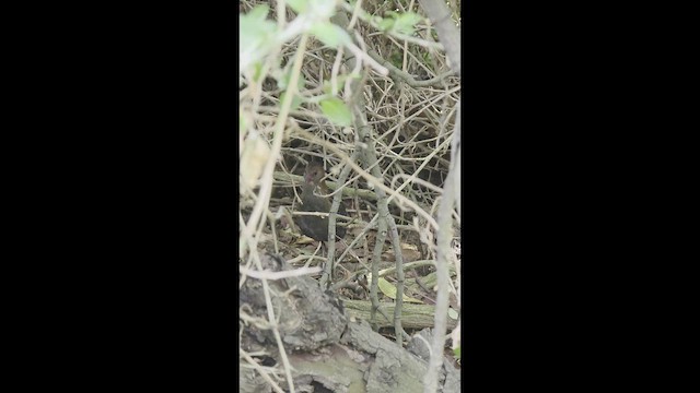 Krickralle - ML646625762