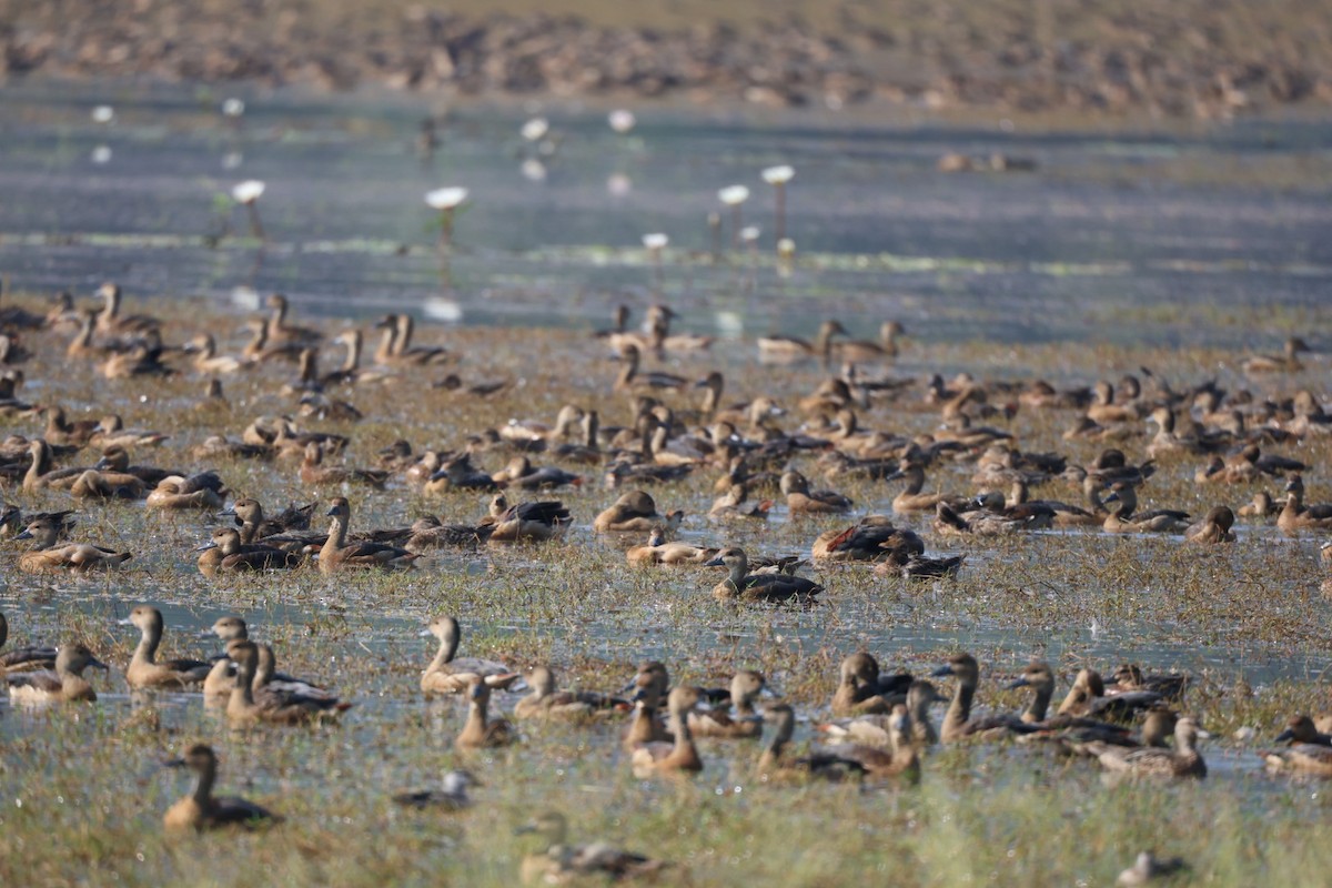 Javapfeifgans - ML646625766