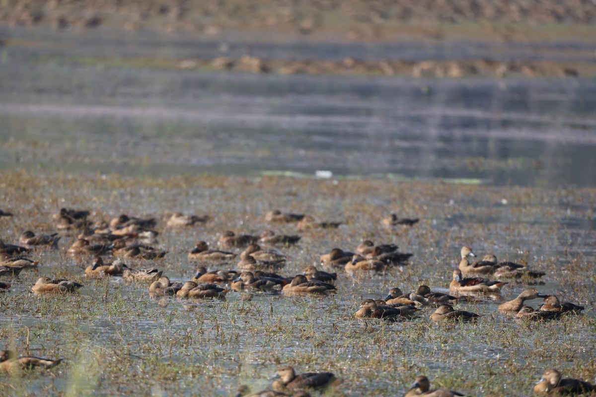 Javapfeifgans - ML646625767