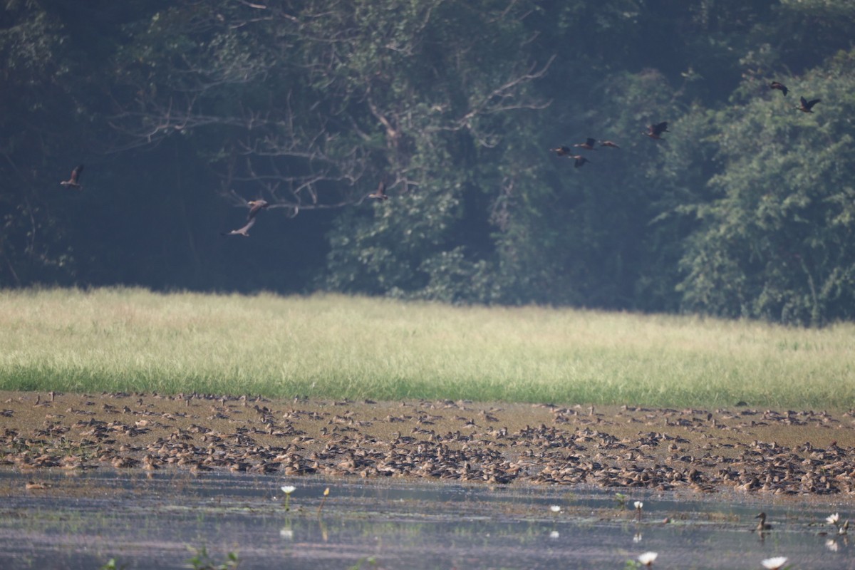 Javapfeifgans - ML646625768