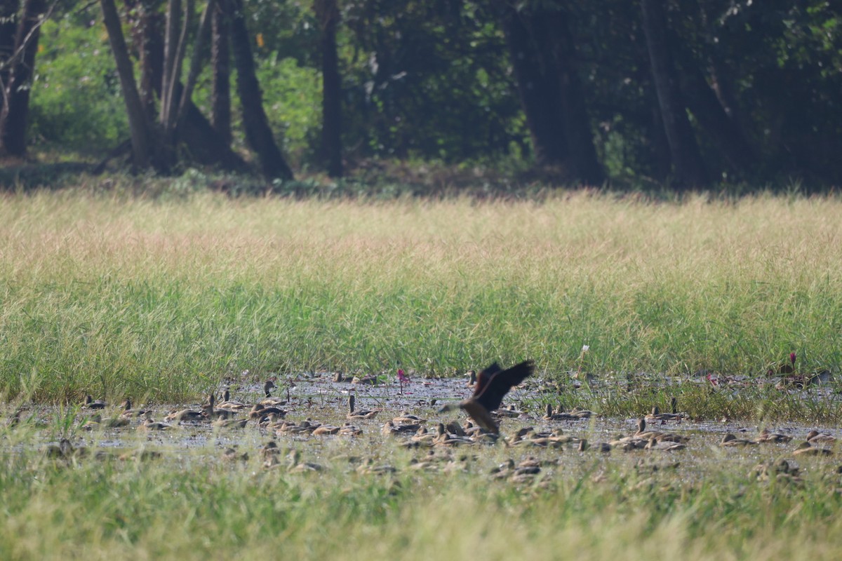 Javapfeifgans - ML646625769